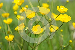 Ranunculus, buttercups,ÃÂ spearwortsÃÂ andÃÂ water crowfoots on the field photo